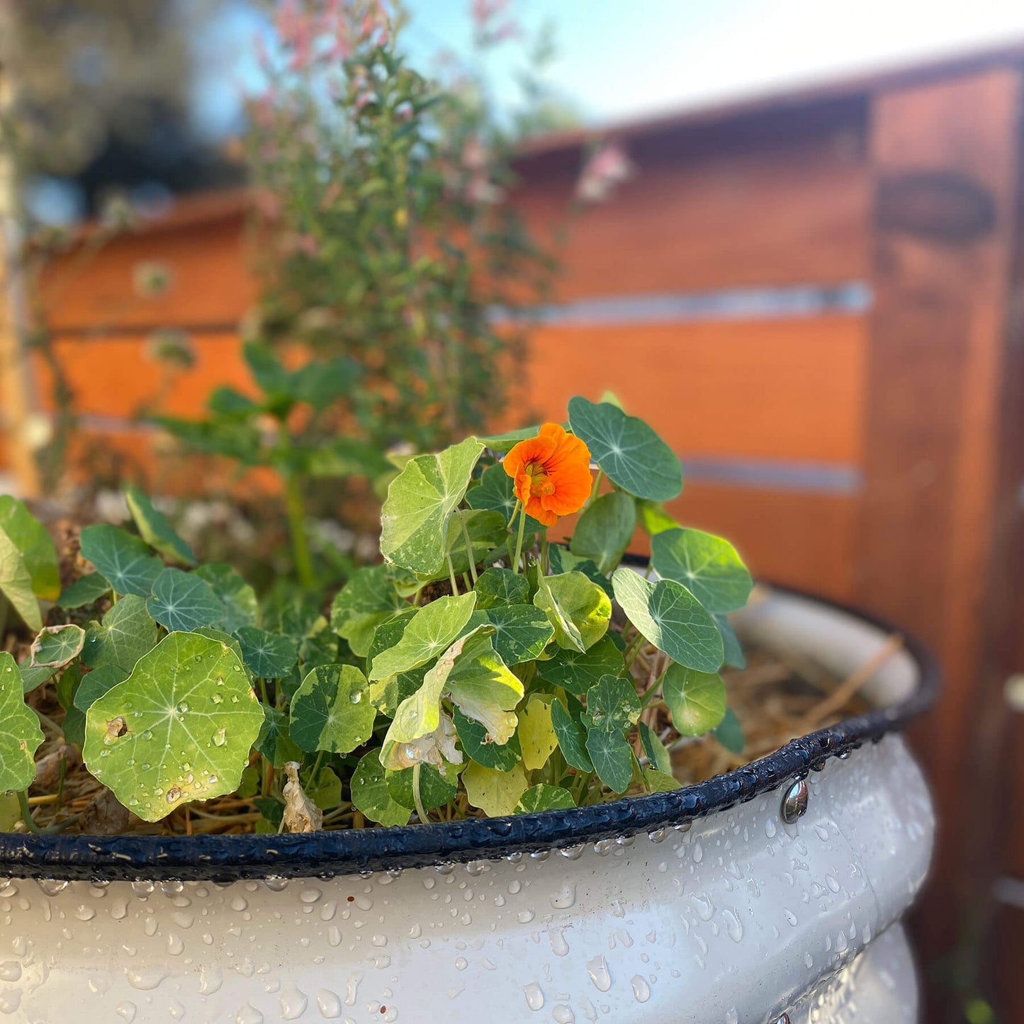 32" Tall 42" Round Raised Garden Bed Metal