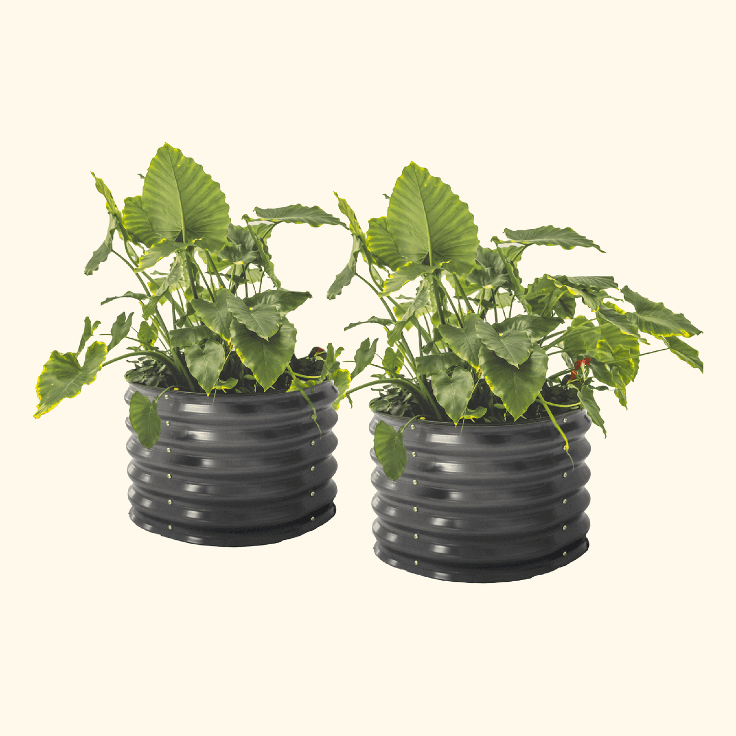 Self-Watering Planter 2ftx2ft | Two Pack