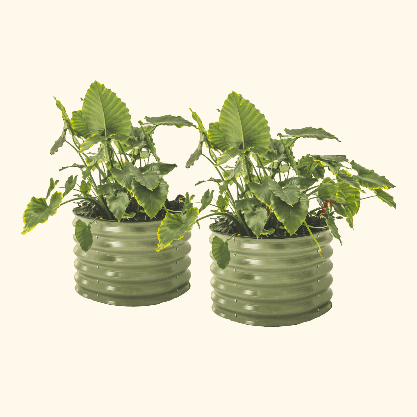 Self-Watering Planter 2ftx2ft | Two Pack