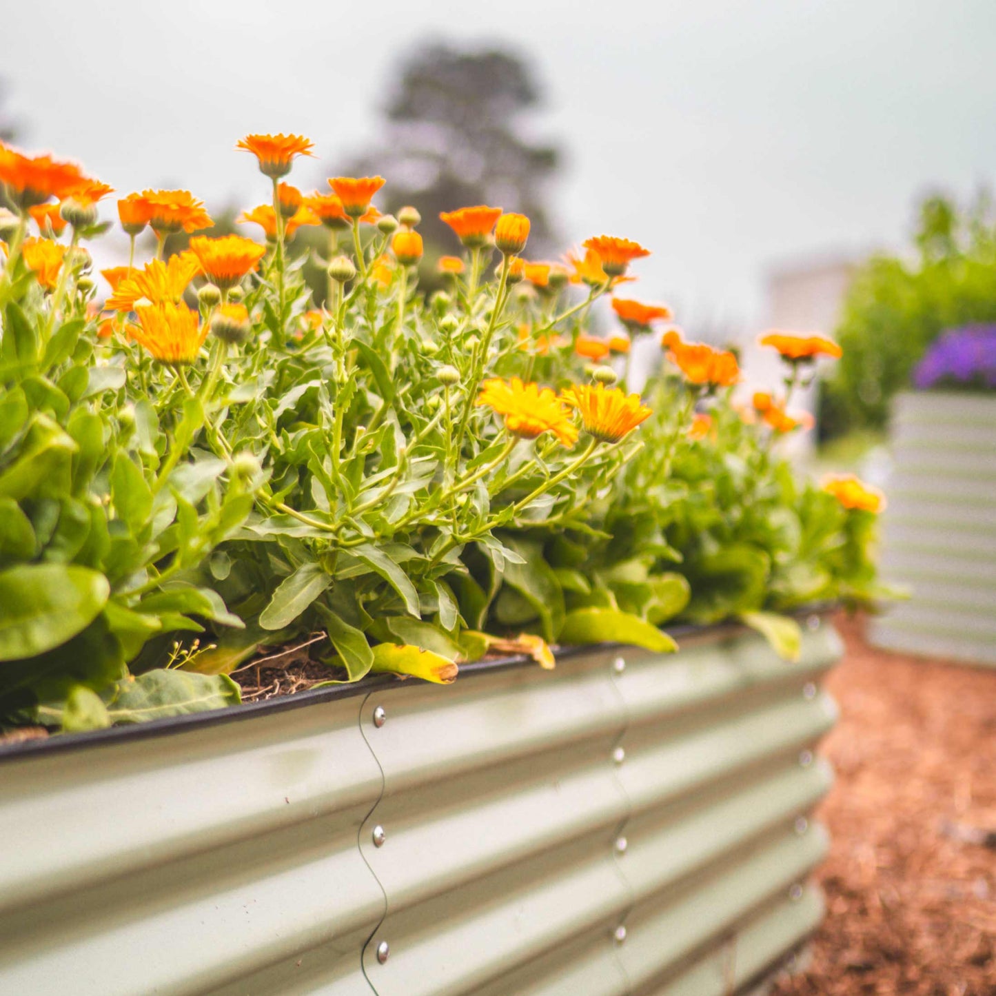 17" Tall Small Raised Garden Bed 4 in 1 Modular Metal