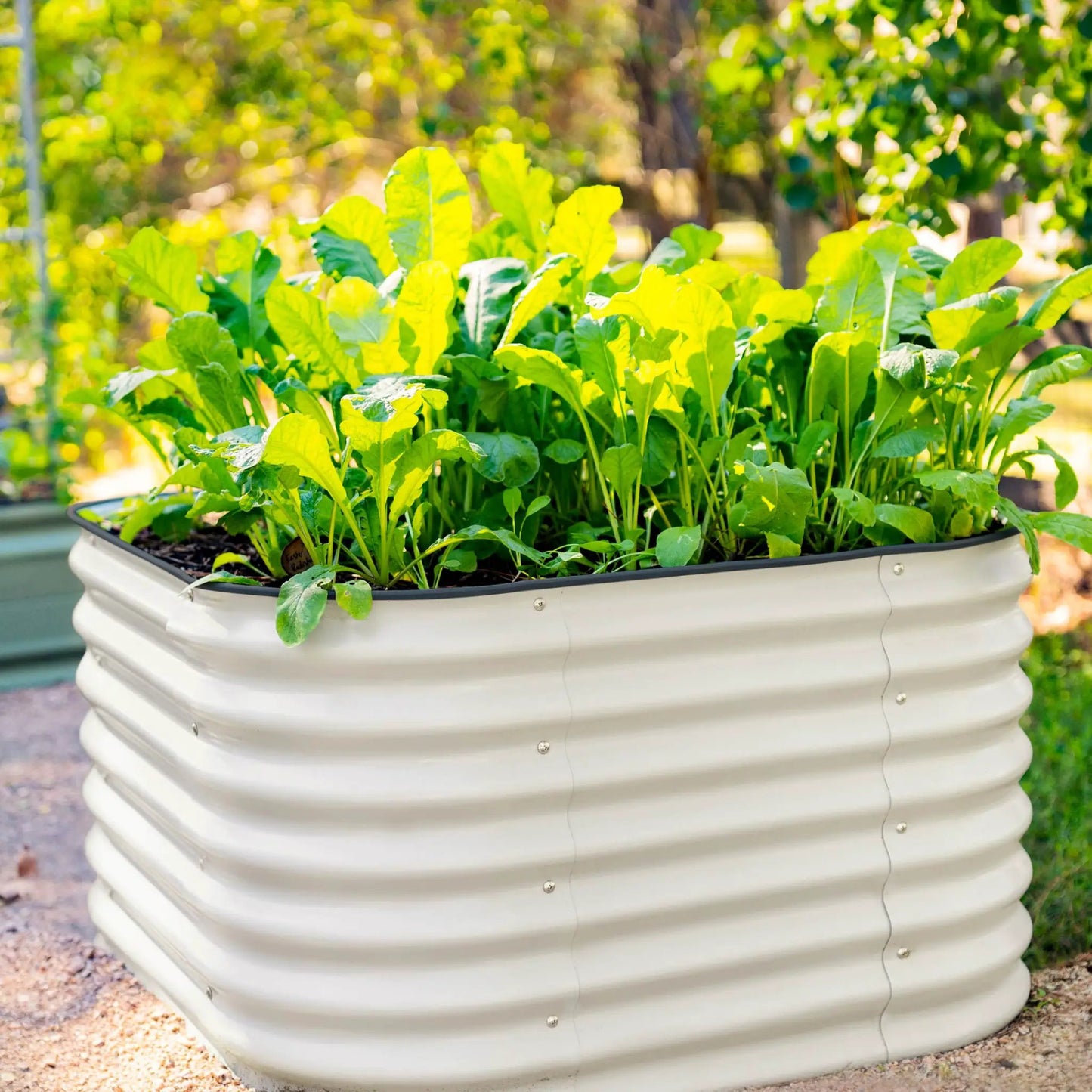 26 Inch Tall 4-In-1 Modular Metal Raised Garden Bed with green leafy herbs on Tampa Home & Garden Store