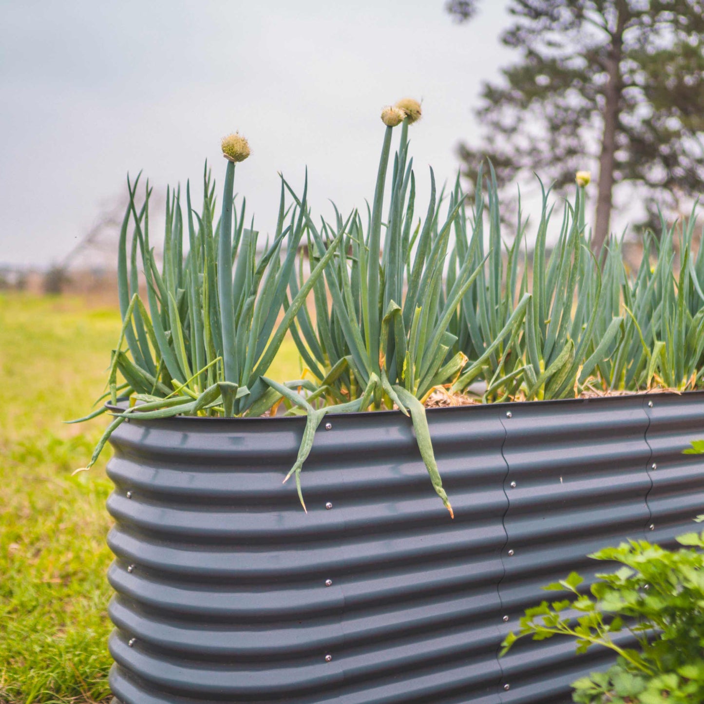 Ensemble de jardin surélevé de taille moyenne de 32 po de hauteur 6 en 1 en métal modulaire