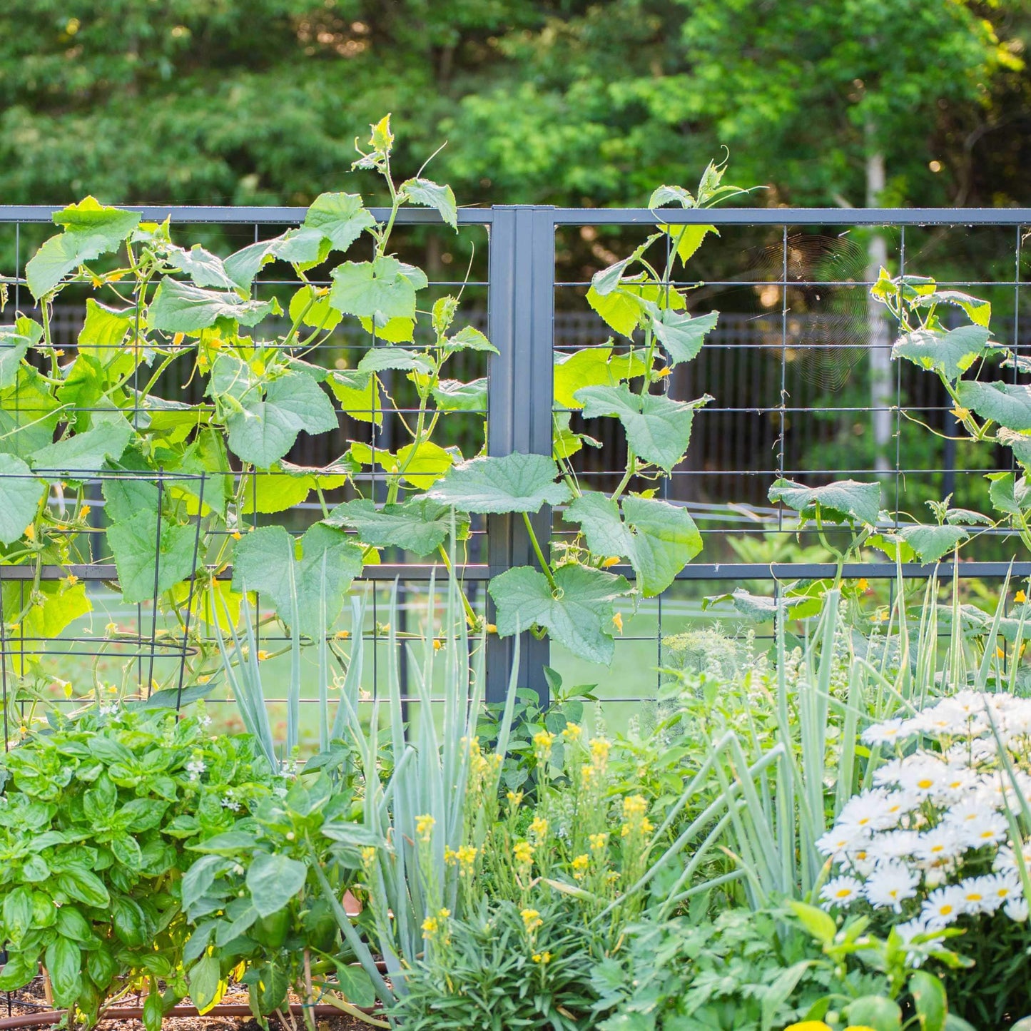 Vego Modern Privacy Trellis