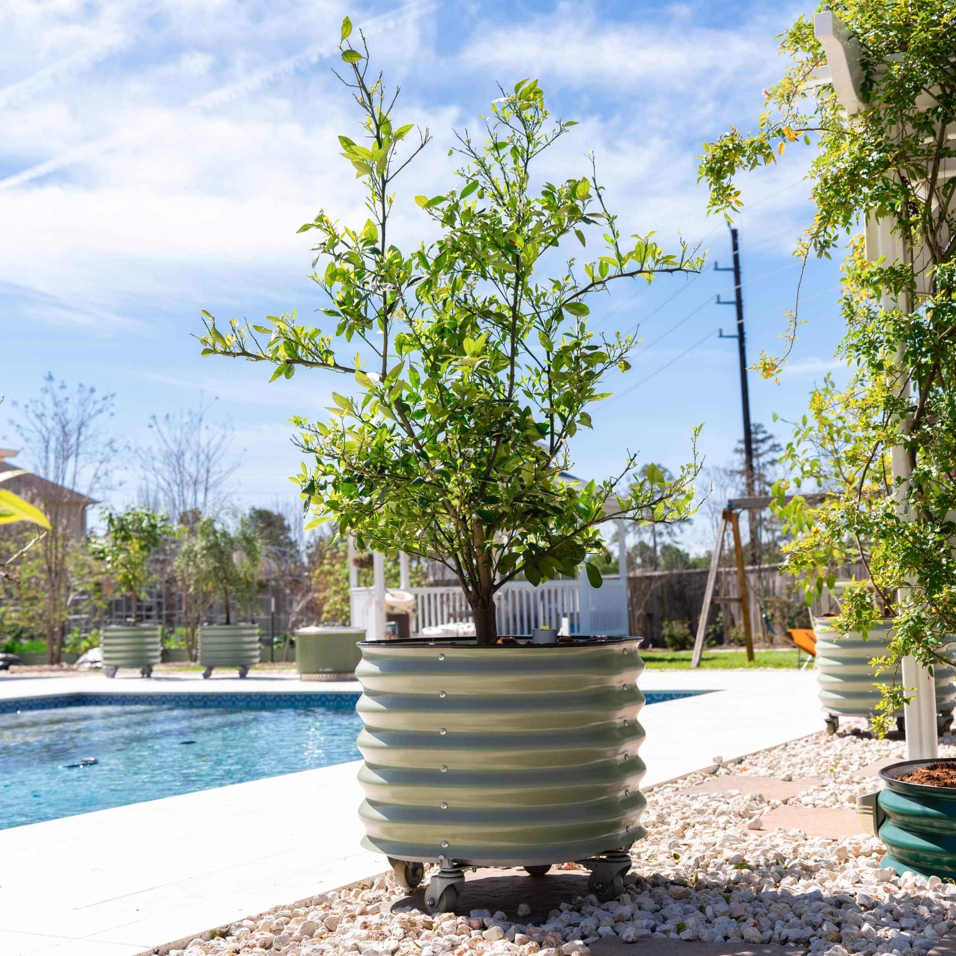 self watering rolling planter Self-Watering Rolling Citrus Tree Planter, Pearl White / Single Pack