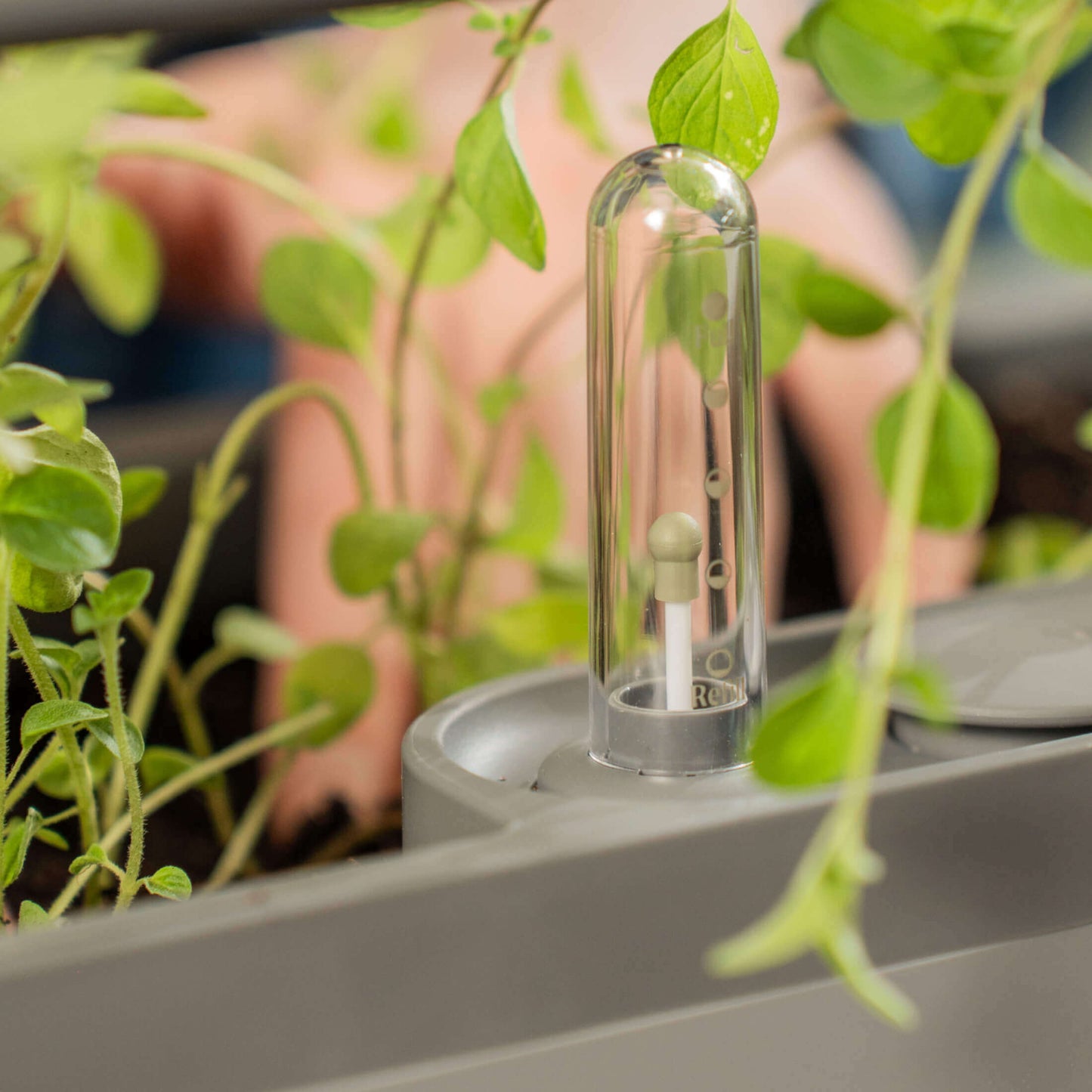 Maceta para tomates con riego automático EZ y enrejado