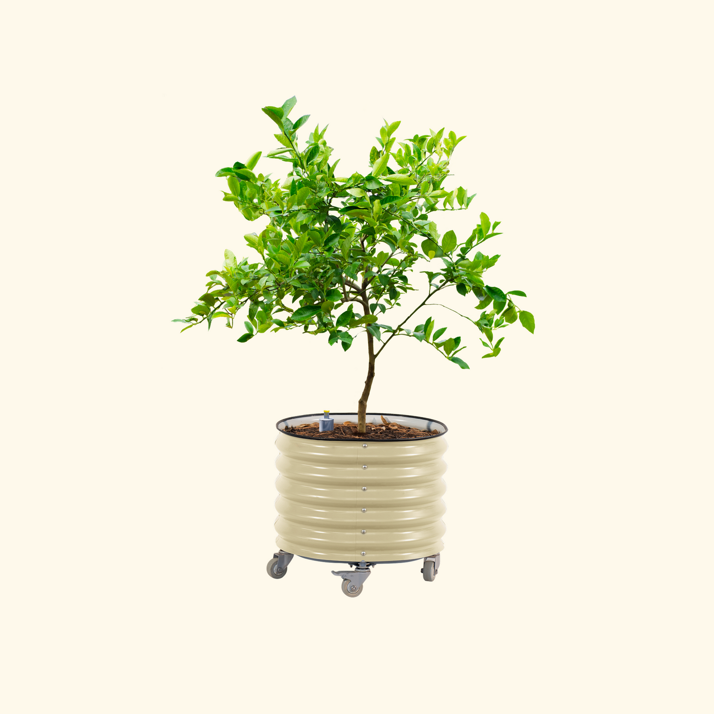 Vego Rolling Planter Self-Watering 2ft x 2ft