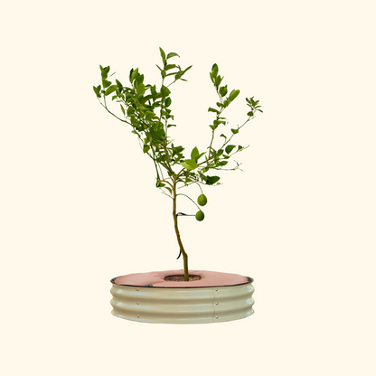 Tree Surround Tree Growing Container Tree Watering Ring Metal