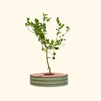 Tree Surround Tree Growing Container Tree Watering Ring Metal