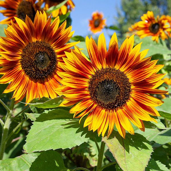 Velvet Queen Sunflower Seeds sunflowers in bloom with orange-yellow petals Seedtime Store on Tampa Home & Garden Store