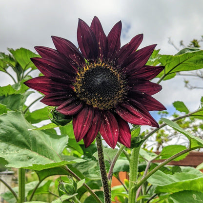 Velvet Queen Sunflower seeds in deep burgundy petals Seedtime Store on Tampa Home & Garden Store