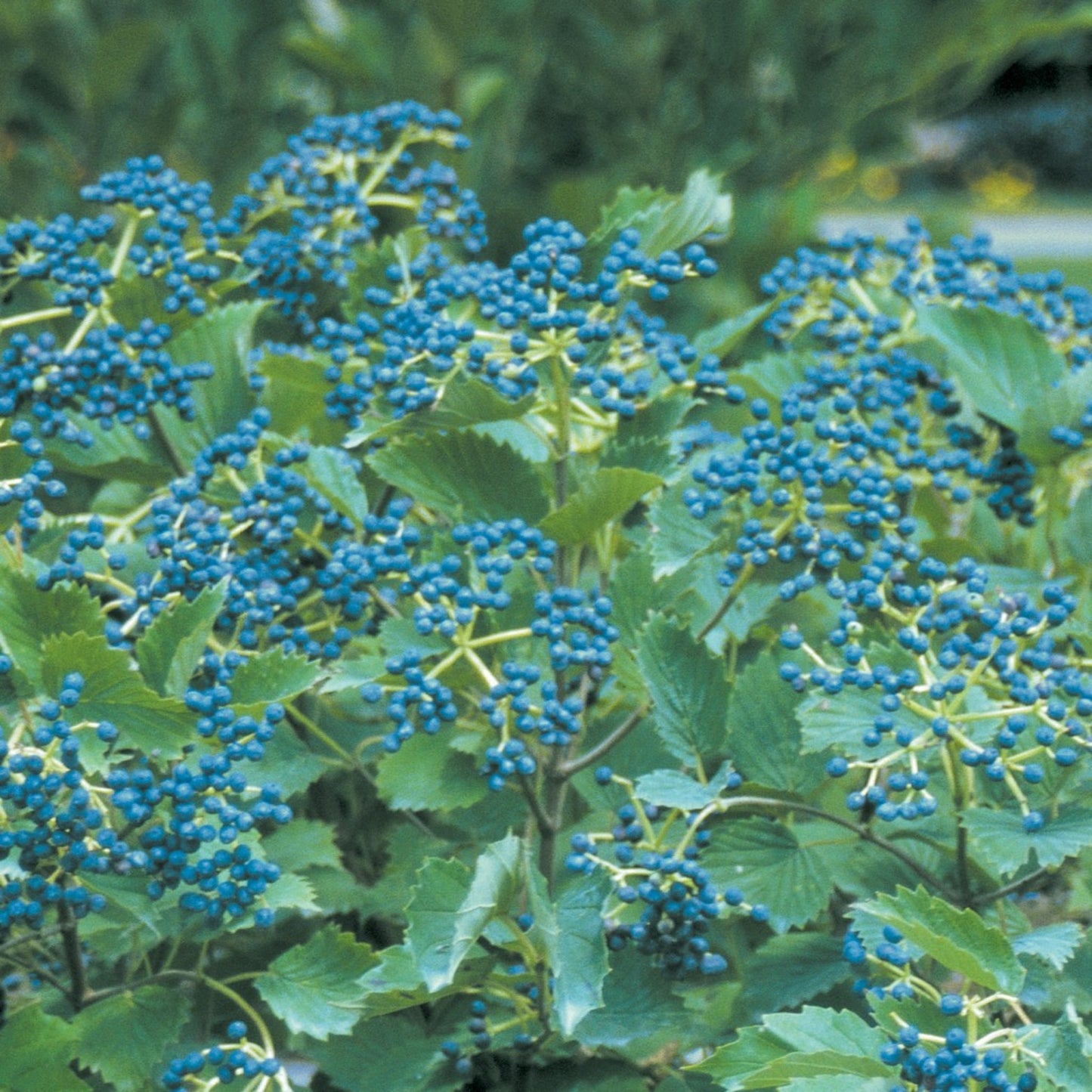 Blue Muffin Arrowwood Viburnum plant with blue berry clusters and glossy green foliage on Tampa Home & Garden Store