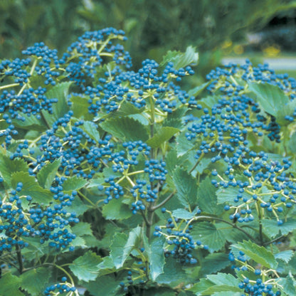 Blue Muffin Arrowwood Viburnum plant with blue berry clusters and glossy green foliage on Tampa Home & Garden Store