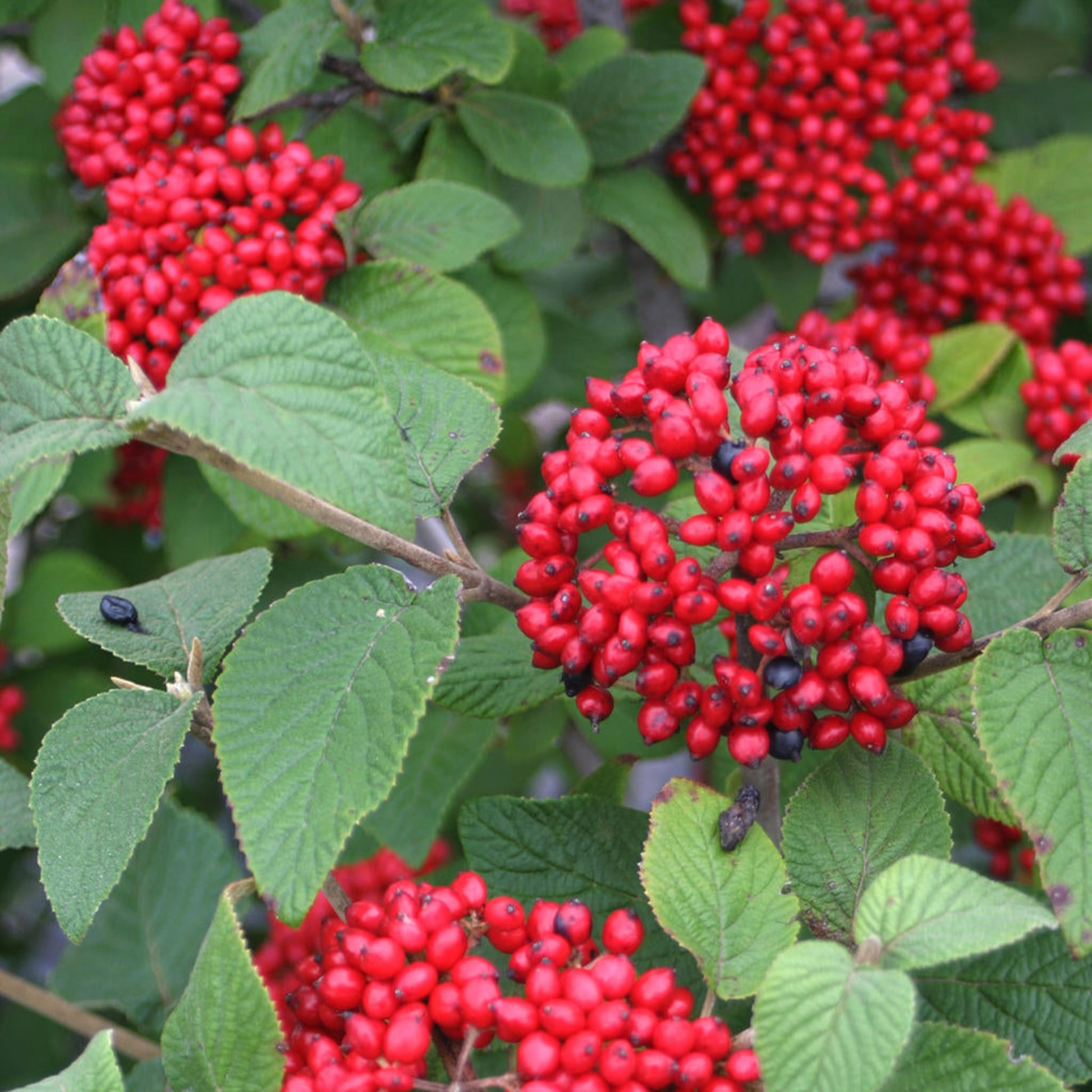 Red Balloon Viburnum plant with vivid red berries and green leaves on Tampa Home & Garden Store