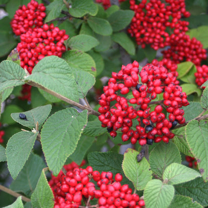 Red Balloon Viburnum plant with vivid red berries and green leaves on Tampa Home & Garden Store
