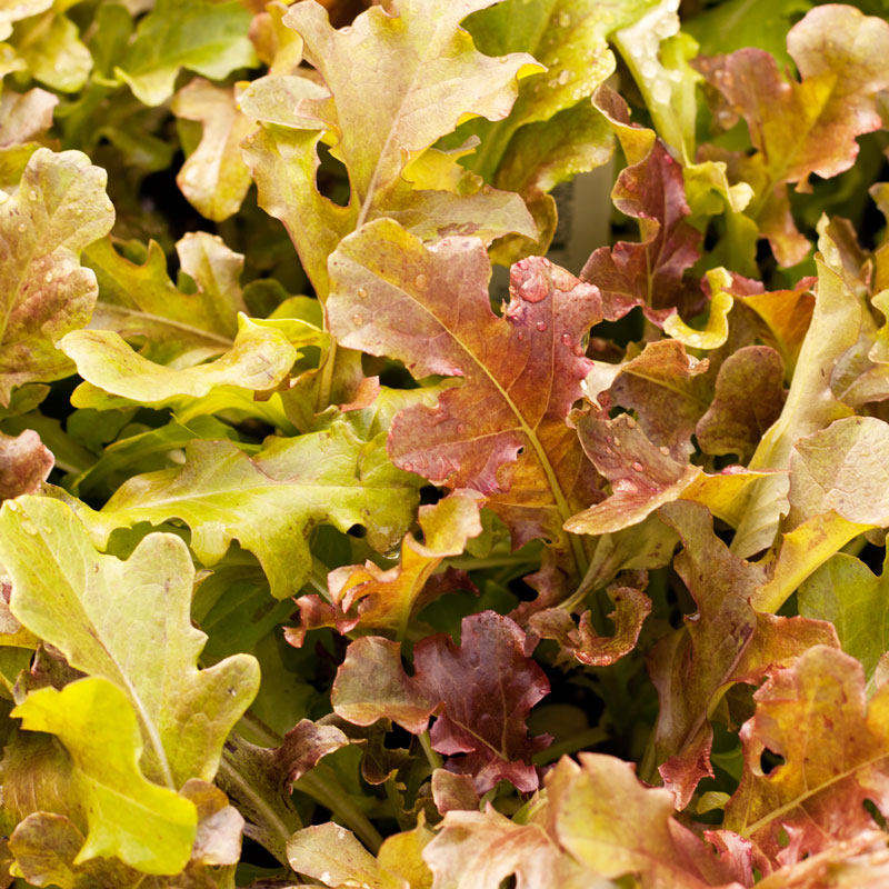 Graines de laitue pour salade rouge (biologique)