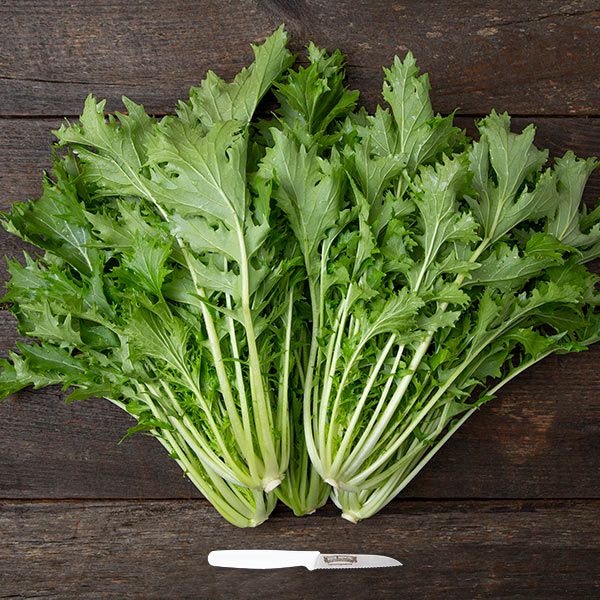 Mizuna Asian greens bundle with pale white stems and serrated leaves Seedtime Store on Tampa Home & Garden Store