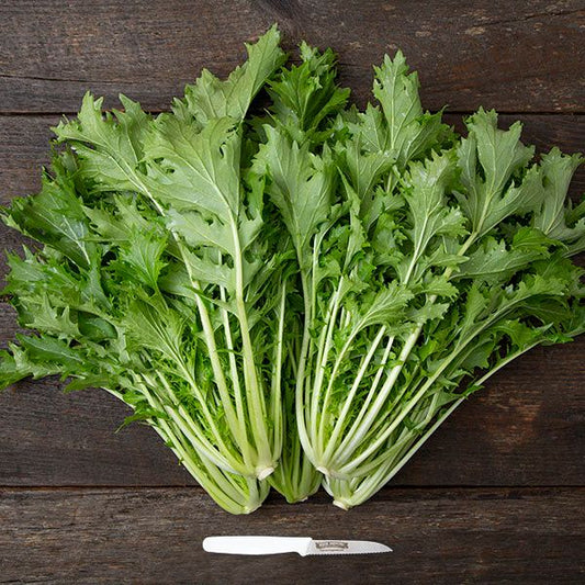 Mizuna Asian greens bundle with pale white stems and serrated leaves Seedtime Store on Tampa Home & Garden Store