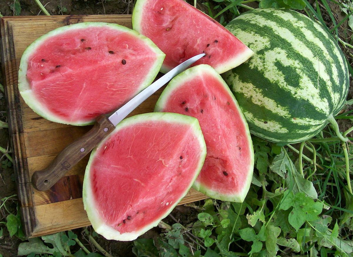 Crimson Sweet watermelon slices on a wooden board beside a whole striped melon Seedtime Store on Tampa Home & Garden Store