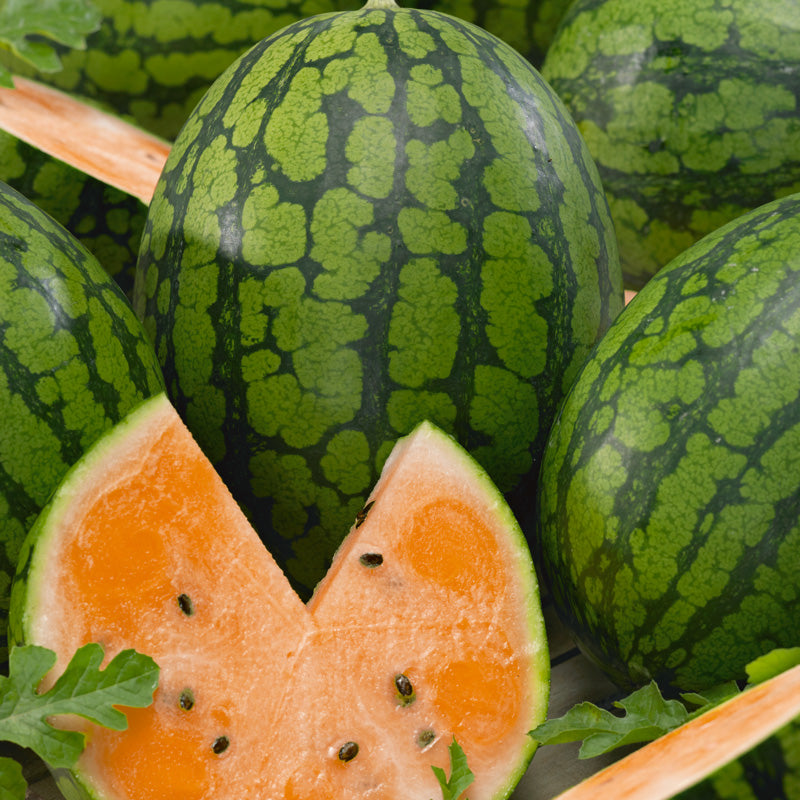 Semillas de sandía naranja tierna y dulce (orgánicas)