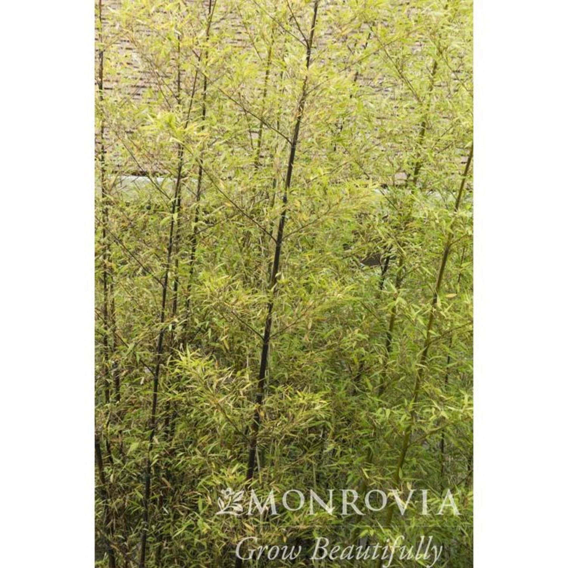 Black Bamboo plant with dark culms and green leaves indoor/outdoor plant Live Good Logistics on Tampa Home & Garden Store