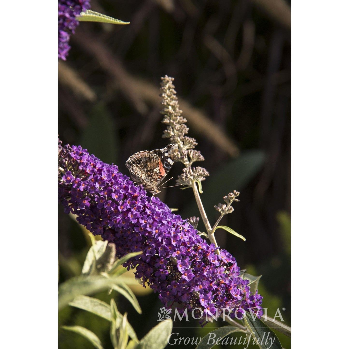 Plant Black Knight Butterfly Bush with purple blooms and a butterfly Monrovia on Tampa Home & Garden Store