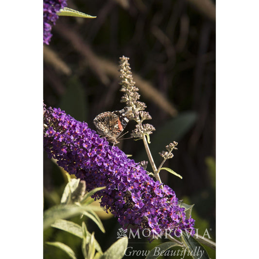 Plant Black Knight Butterfly Bush with purple blooms and a butterfly Monrovia on Tampa Home & Garden Store
