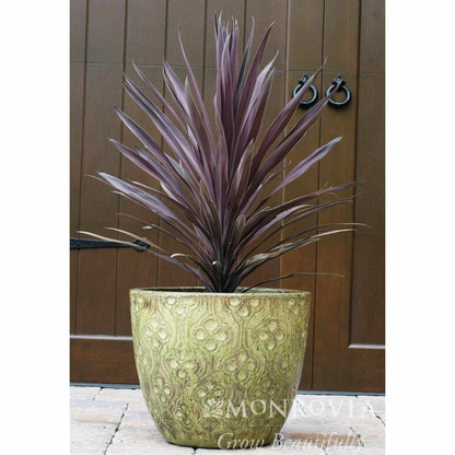 Bauer's Cordyline plant by Live Good Logistics with purple leaves in a decorative green pot on Tampa Home & Garden Store