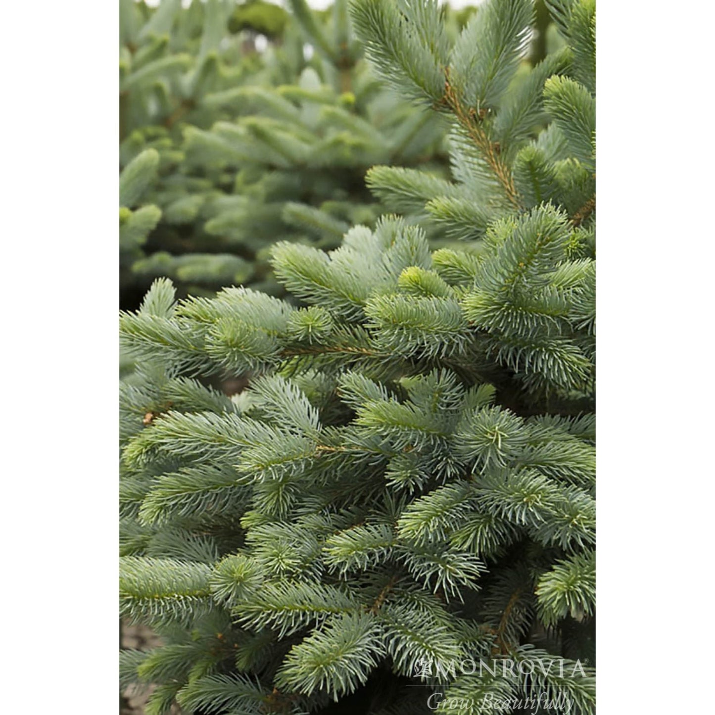 Baby Blue Eyes Spruce plant with blue-green needles indoor outdoor plant Live Good Logistics on Tampa Home & Garden Store