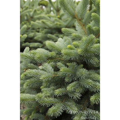 Baby Blue Eyes Spruce plant with blue-green needles indoor outdoor plant Live Good Logistics on Tampa Home & Garden Store