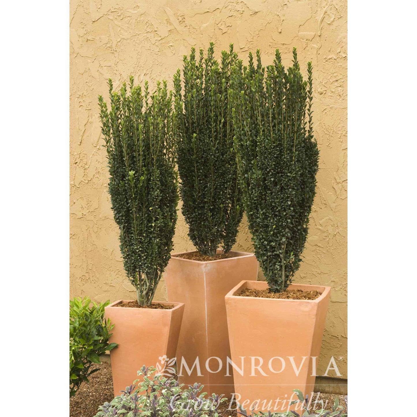 Sky Pencil Holly shrubs in Monrovia square pots; three slender evergreens with dark leaves on Tampa Home & Garden Store