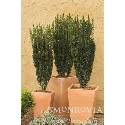 Sky Pencil Holly shrubs in Monrovia square pots; three slender evergreens with dark leaves on Tampa Home & Garden Store