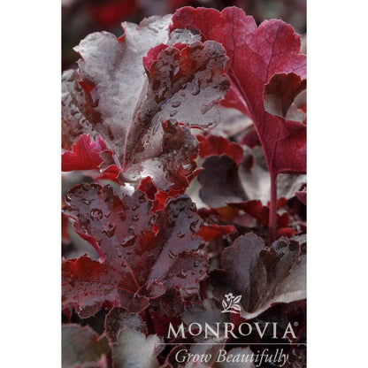 Balboa Sunset Heuchera plant with red, scalloped leaves and frosted edges on Tampa Home & Garden Store