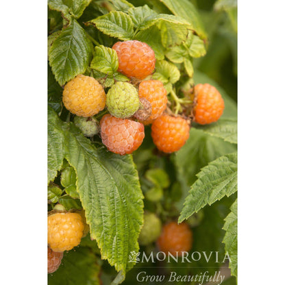 Fall Gold Raspberry plant with orange berries and green serrated leaves Live Good Logistics on Tampa Home & Garden Store