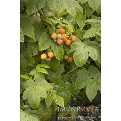 Fall Gold Raspberry plant with lush green leaves and golden berries, Live Good Logistics on Tampa Home & Garden Store