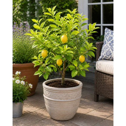 Harvey Lemon Tree (FL) in a light-gray ceramic pot with green leaves and lemons on a sunny patio on Tampa Home & Garden Store