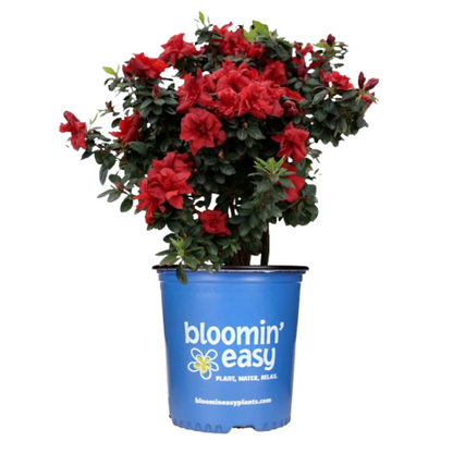 Ever After Ruby Reblooming Azalea plant in blue Bloomin' Easy pot with red blooms on Tampa Home & Garden Store