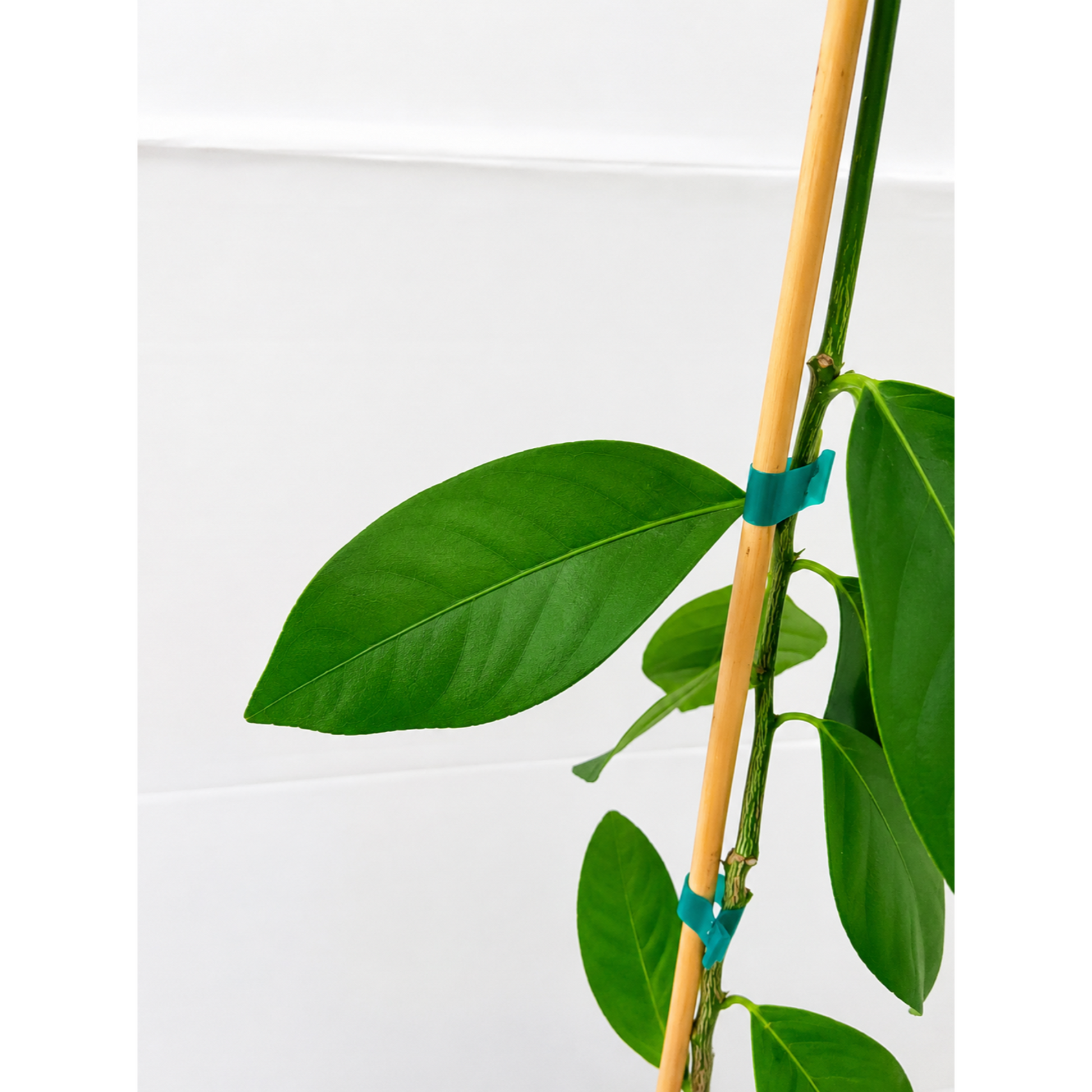Harvey Lemon Tree (FL) indoor plant with green leaves and bamboo stake by Live Good Logistics on Tampa Home & Garden Store