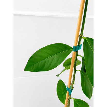 Harvey Lemon Tree (FL) indoor plant with green leaves and bamboo stake by Live Good Logistics on Tampa Home & Garden Store