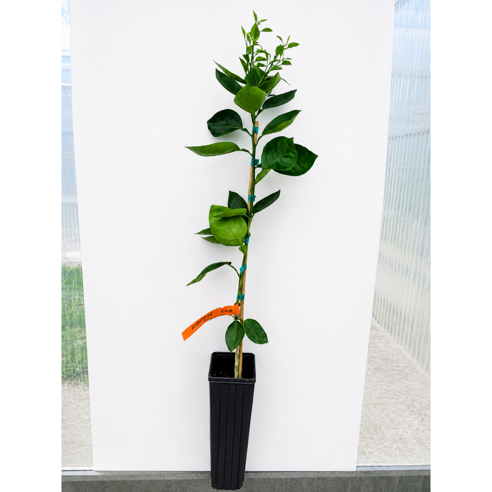 Valencia orange tree indoor/outdoor plant in black pot with stake Live Good Logistics on Tampa Home & Garden Store