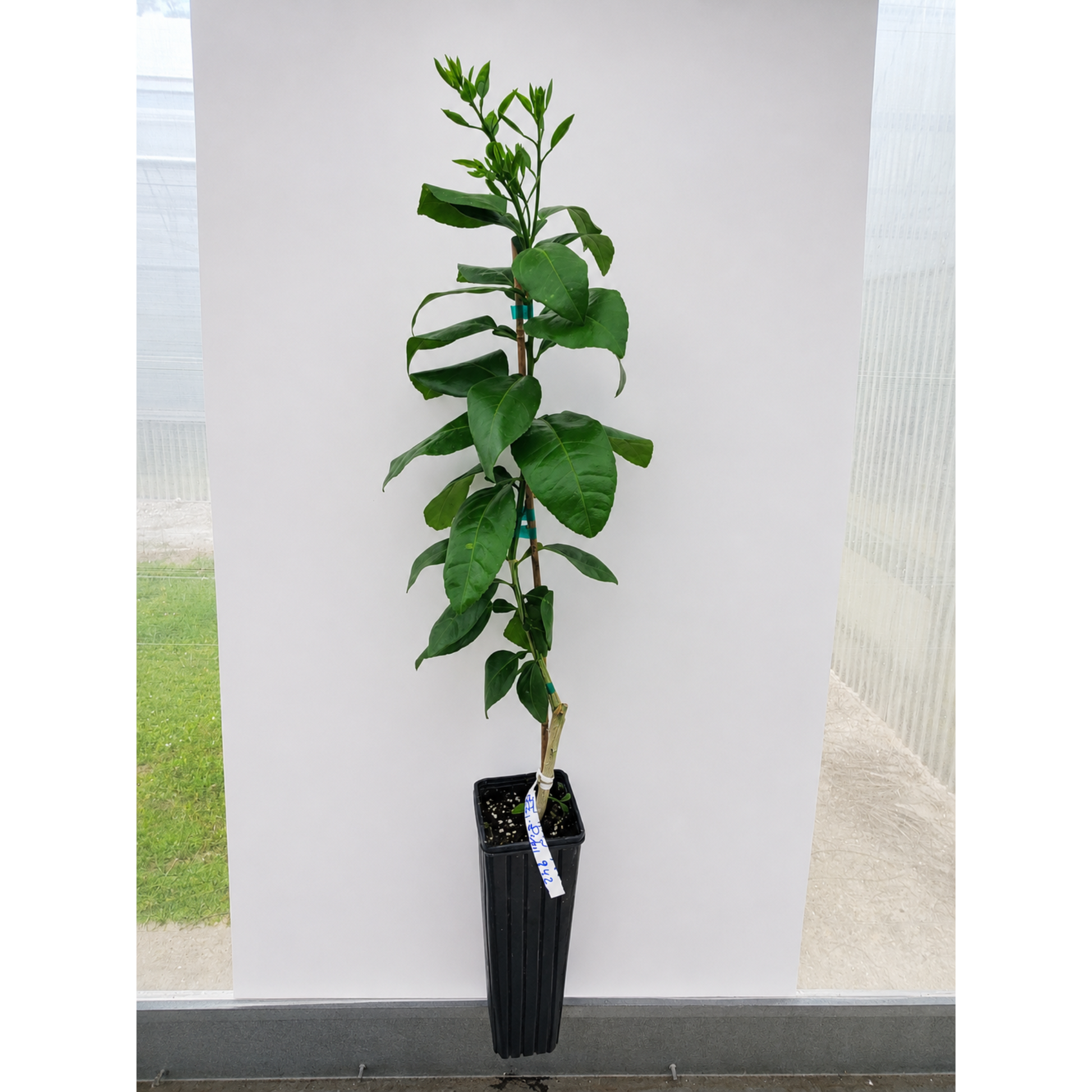 Ray Ruby Grapefruit Tree (FL) in black pot with stake, glossy leaves by Live Good Logistics on Tampa Home & Garden Store