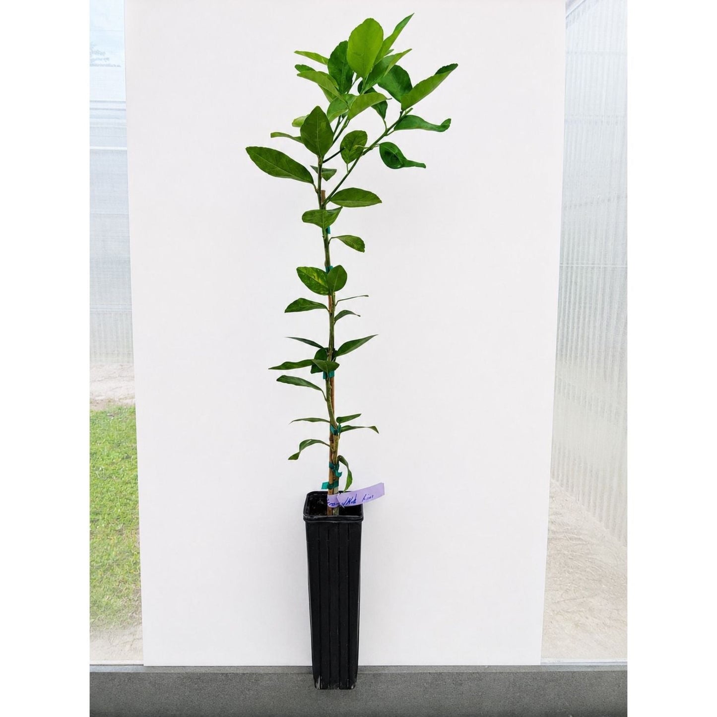 Persian Bearss lime tree plant in black pot with glossy green leaves Live Good Logistics on Tampa Home & Garden Store