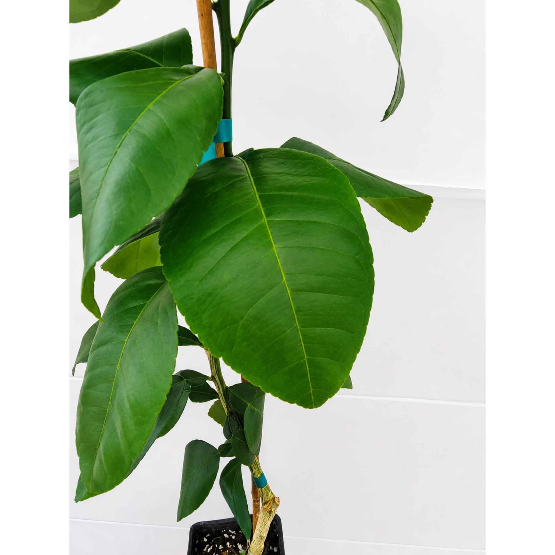 Ray Ruby Grapefruit Tree indoor/outdoor plant in black pot with glossy green leaves and bamboo stake with teal tie on Tampa Home & Garden Store