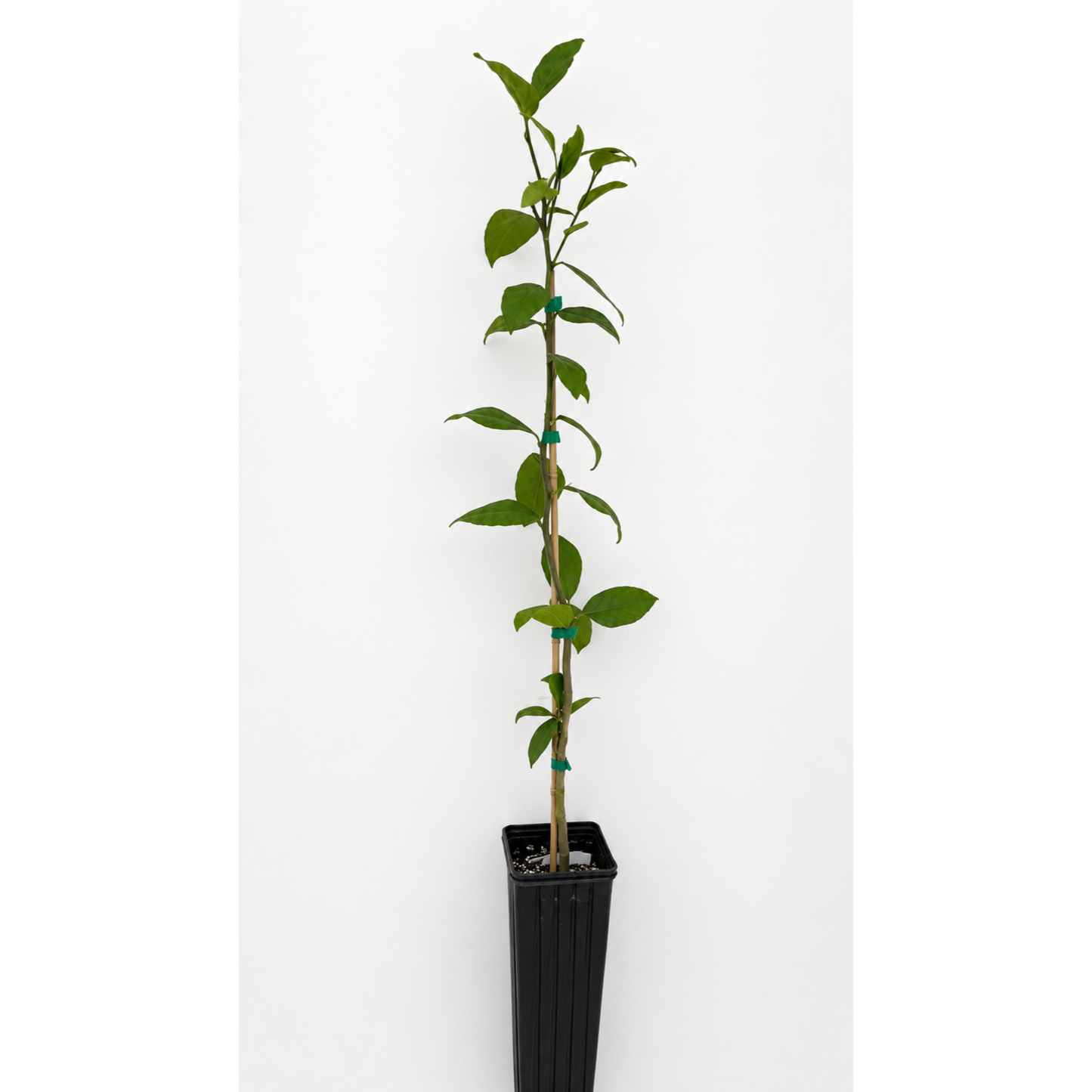 Meyer Lemon Tree FL plant by Live Good Logistics, tall with green leaves in a black pot on Tampa Home & Garden Store