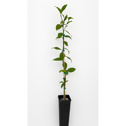 Meyer Lemon Tree FL plant by Live Good Logistics, tall with green leaves in a black pot on Tampa Home & Garden Store