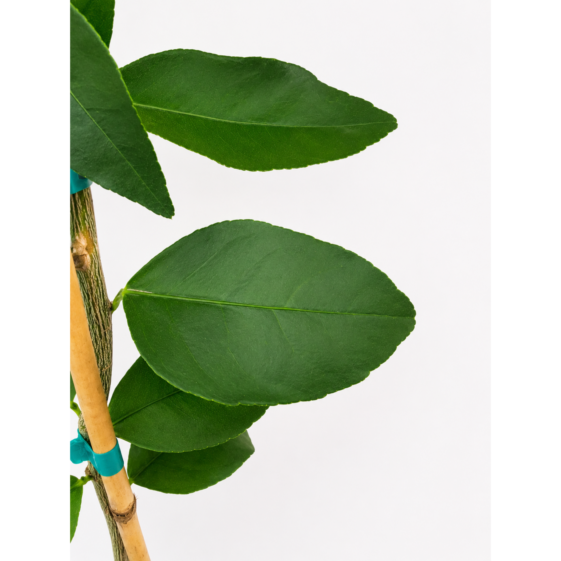 Persian Bearss Lime Tree plant with green oval leaves and brown stem Live Good Logistics on Tampa Home & Garden Store