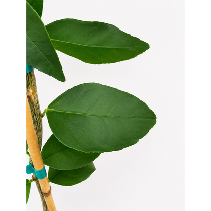 Persian Bearss Lime Tree plant with green oval leaves and brown stem Live Good Logistics on Tampa Home & Garden Store
