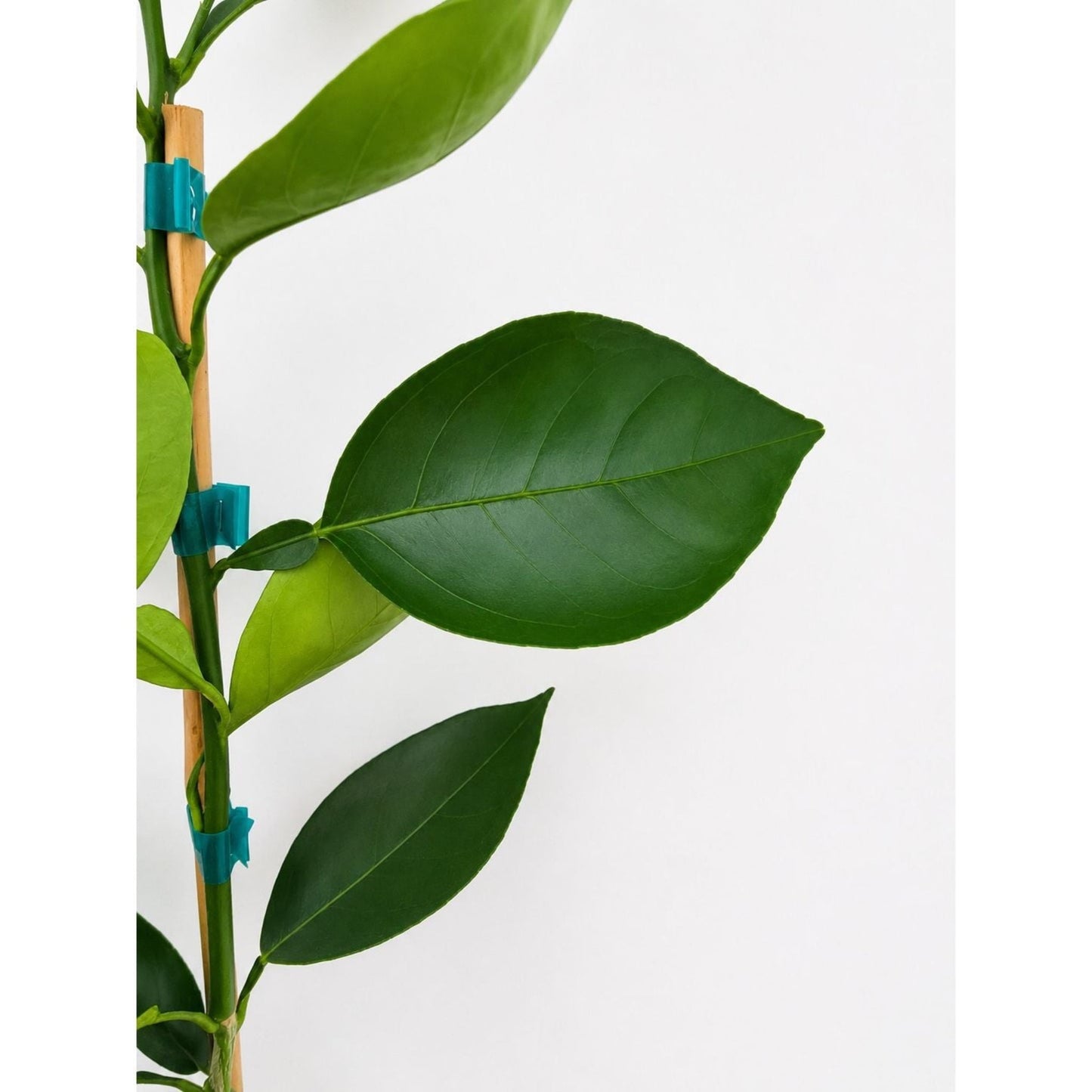 Valencia orange tree with glossy leaves, stake-supported, Live Good Logistics on Tampa Home & Garden Store