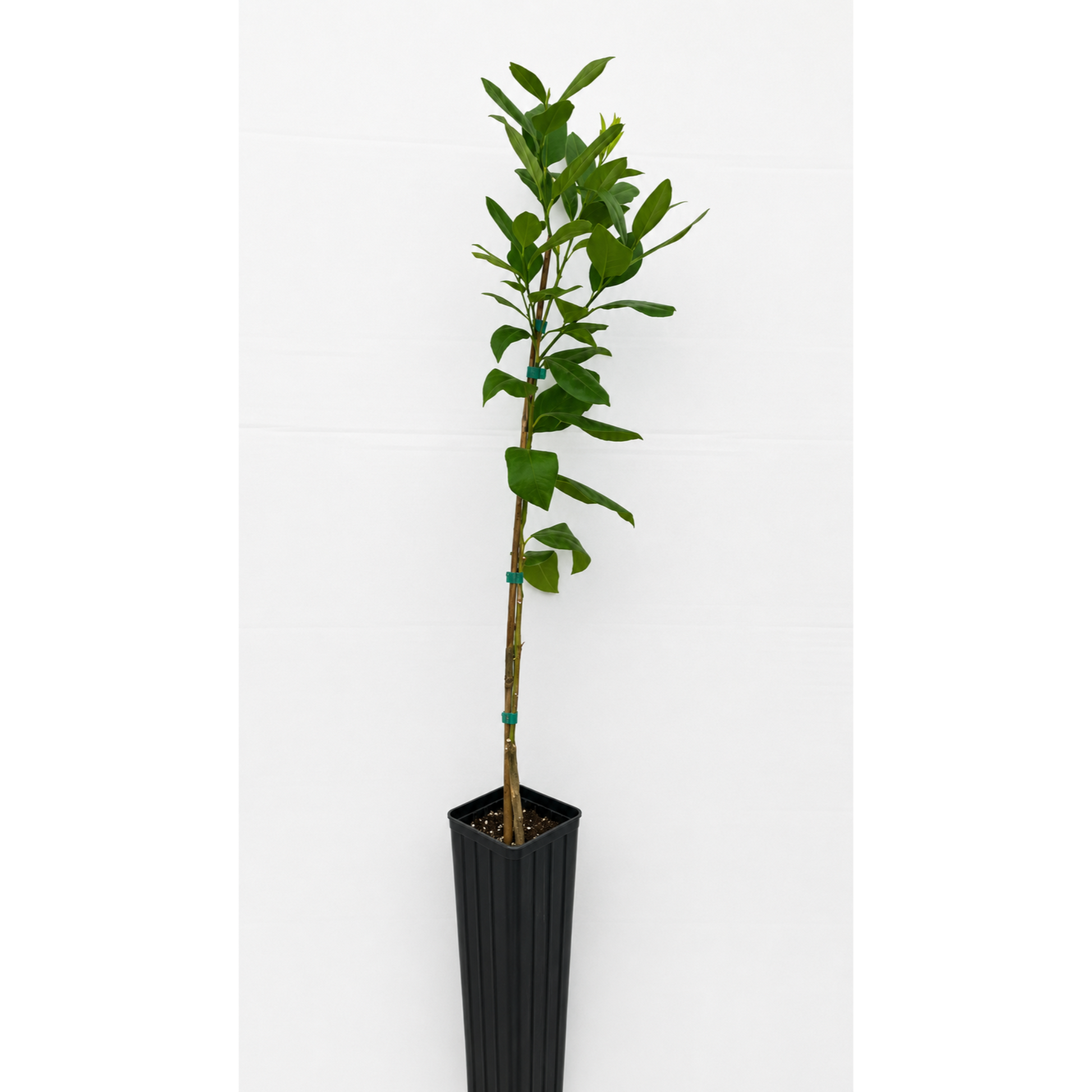 Bearss Lemon Tree (FL) indoor plant with glossy leaves in a tall black pot Live Good Logistics on Tampa Home & Garden Store