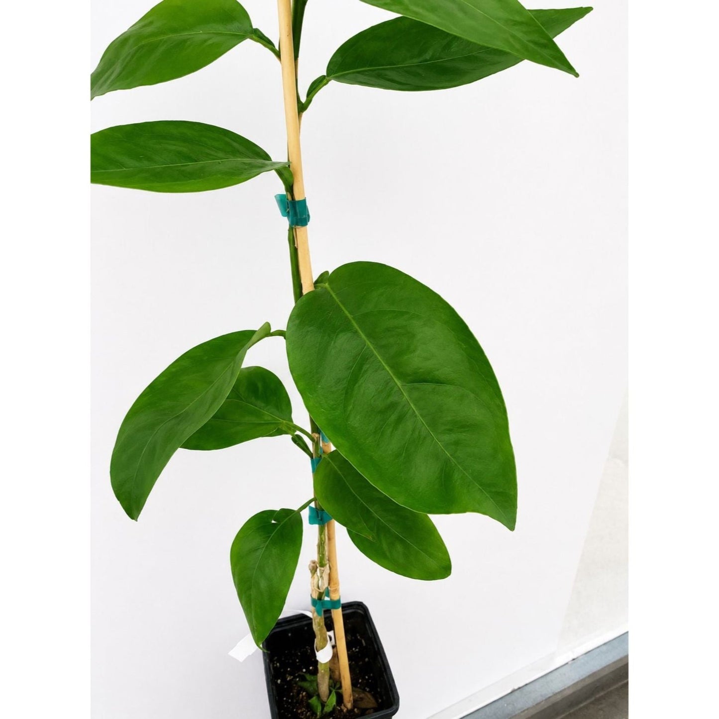 Westin Orange Tree indoor plant with glossy green leaves and bamboo stake in a black pot on Tampa Home & Garden Store