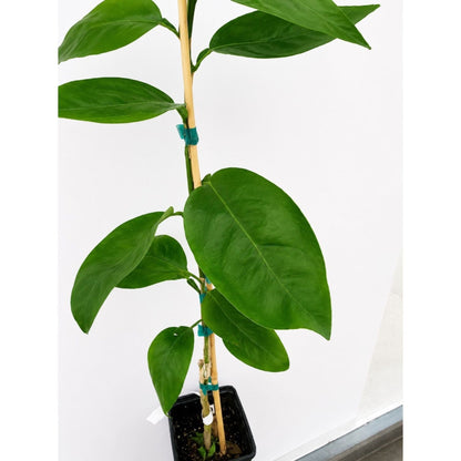Westin Orange Tree indoor plant with glossy green leaves and bamboo stake in a black pot on Tampa Home & Garden Store